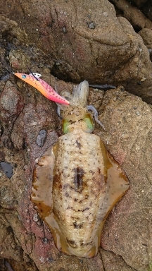 エギング釣行その４０