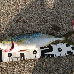 しぶしぶショアジギング