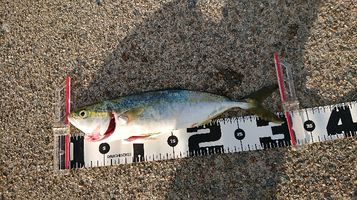 しぶしぶショアジギング