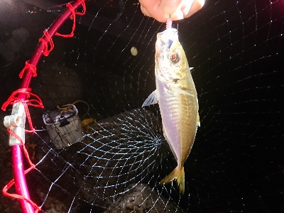 サバゲーム不発