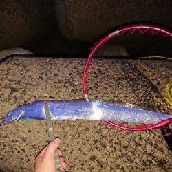 太刀魚から青物狙い