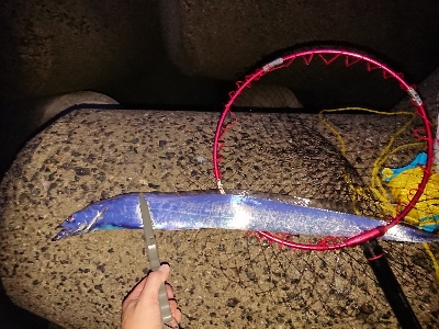 太刀魚から青物狙い