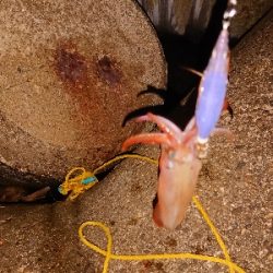 今年初ケンサキ