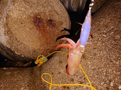 今年初ケンサキ