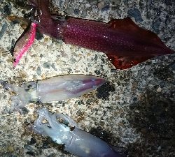 仕事終わりケンサキエギング