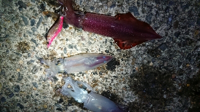 仕事終わりケンサキエギング