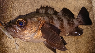 ちょっとメバリング