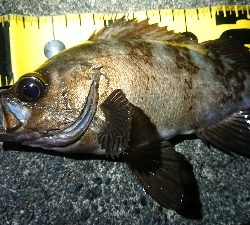 ちょこっとメバリング