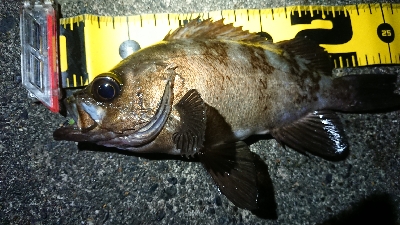 ちょこっとメバリング