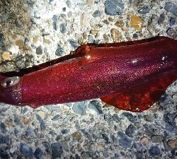 仕事終わりケンサキエギング