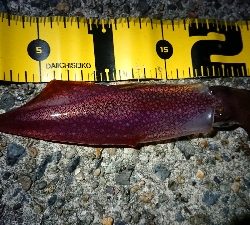 仕事終わりケンサキ狙い