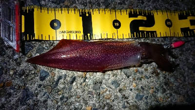 仕事終わりケンサキ狙い