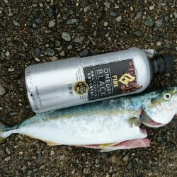 モジャコからツバスに