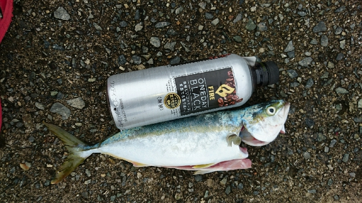 モジャコからツバスに