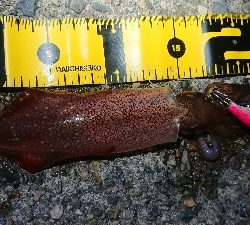 ケンサキエギング