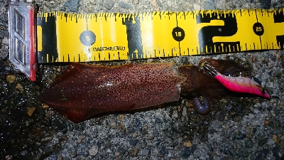 ケンサキエギング