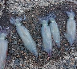 ケンサキエギング