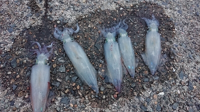 ケンサキエギング