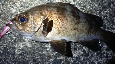 短時間メバリング