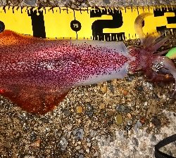 仕事終わりケンサキ調査