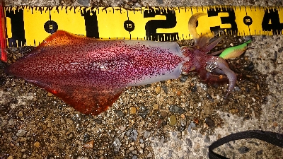 仕事終わりケンサキ調査