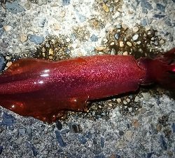 ケンサキエギング