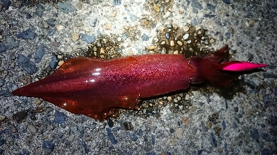 ケンサキエギング