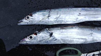 タチウオテンヤ