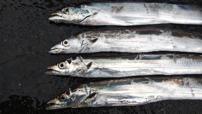 タチウオテンヤ