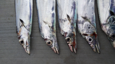 小松島でタチウオ