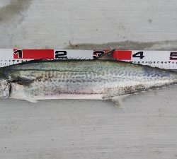 サゴシとタチウオ