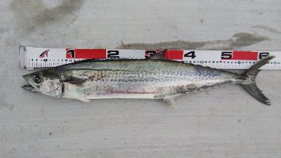 サゴシとタチウオ