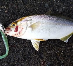 タチウオとシオ