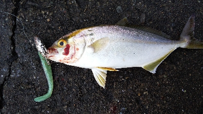 タチウオとシオ