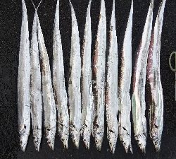 タチウオとサゴシ