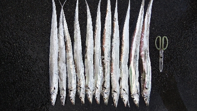 タチウオとサゴシ