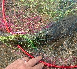 そろそろマゴチ本格化か?