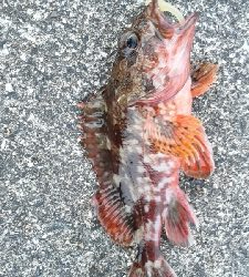 ねばってみたものの