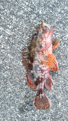 ねばってみたものの