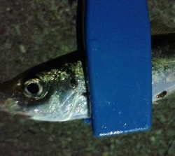 アキジハタが沢山