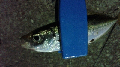 アキジハタが沢山