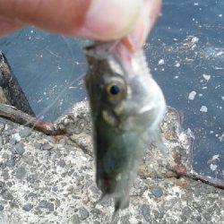 アジングのはずが