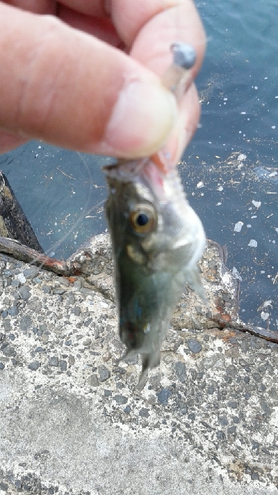 アジングのはずが