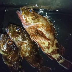 裏切らないガッシー