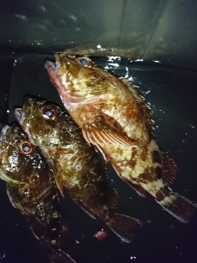 裏切らないガッシー