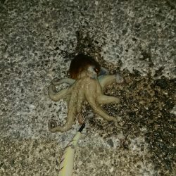 釣り部  釣行記  34