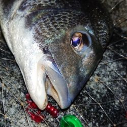 ズル引きでチニング好調!