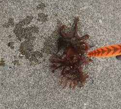 そろそろはじまるよ