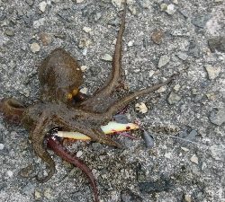 タコストイックのために