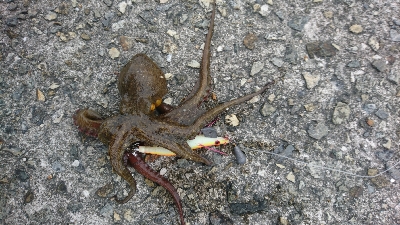 タコストイックのために